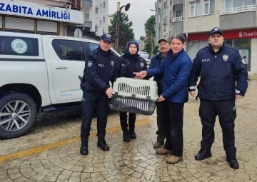 Samsun'da yorgun kuğunun imdadına polis yetişti