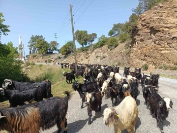 Yörüklerin yaylalara göçü başladı
