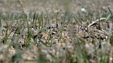 Yozgat’ta beklenen yağışların gelmemesi hububat üreticisini endişelendirirken, uzmanlara göre ciddi bir tehlike yok
