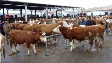 Yozgat’ta canlı hayvan pazarları tedbir amaçlı kapatılacak
