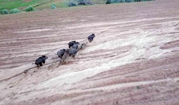 Yozgat’ta domuz sürüsü dron ile görüntülendi
