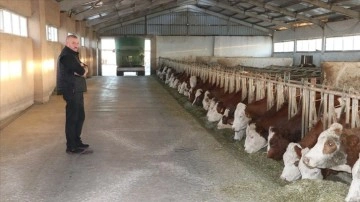 Yozgatlı üretici süt verimini artırmak için ineklere müzik dinletiyor
