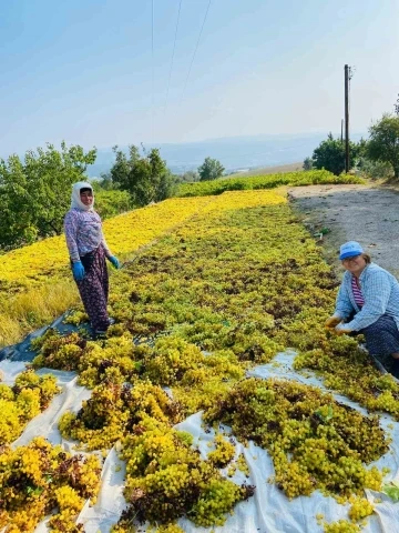 Yüksek sıcaklık üzümde kaliteyi arttırdı, verimi düşürdü
