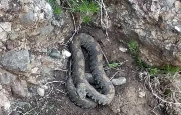 Yüksekova’da engerek yılanı görüntülendi
