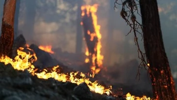 Yurdumuzun birçok bölgesinde orman yangını çıktı! 