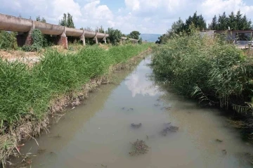 Bursa’da zehir akan derede toplu balık ölümü yaşanıyor