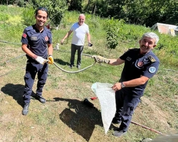 Bursa'da zehirli yılan paniği