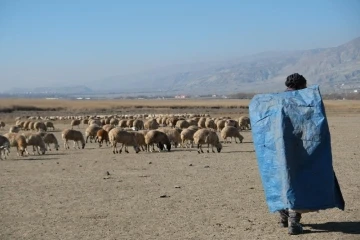 Zemheri ayında güneşli hava, küçükbaş hayvanları yeniden meralara çıkardı
