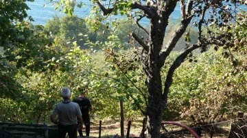 Zonguldak’ta fındık bahçesinde çıkan yangın araziye sıçradı
