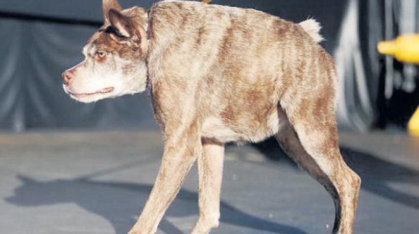 Dünyanın en çirkin köpeği! - Bursa.com